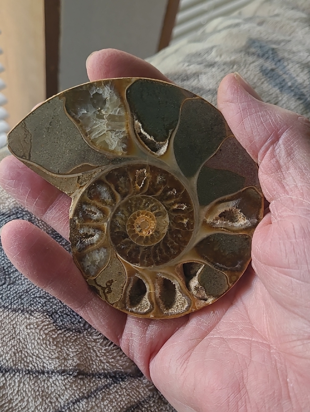 Polished Ammonite Fossil Display - Brown and Green Decorative Home Art